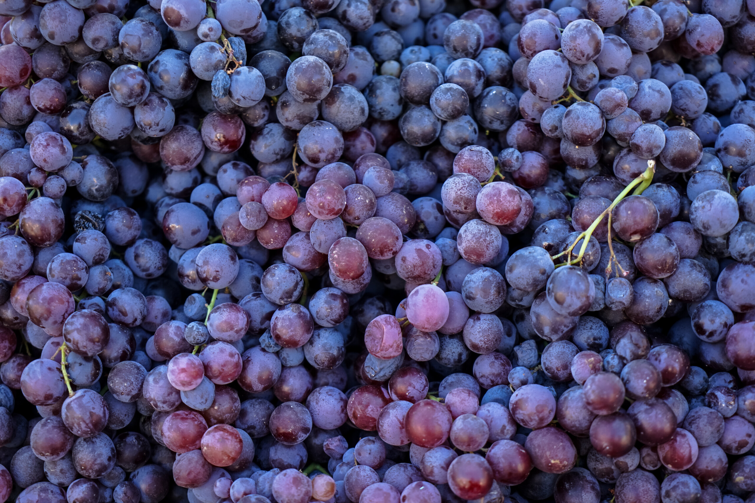 Your source for NFC grape juice, concentrated grape juice, grape puree, concentrated grape puree, grape essence and grape IQF.
